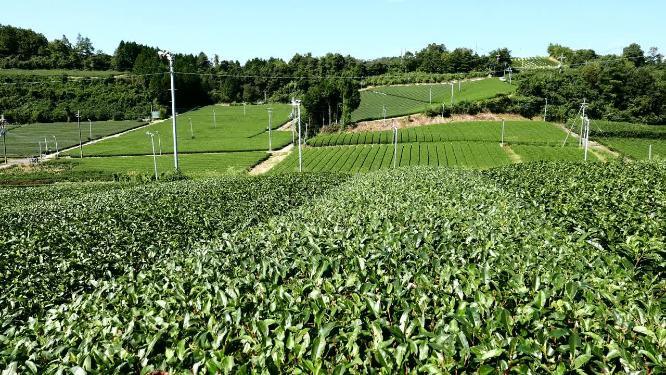 航拍茶园风光