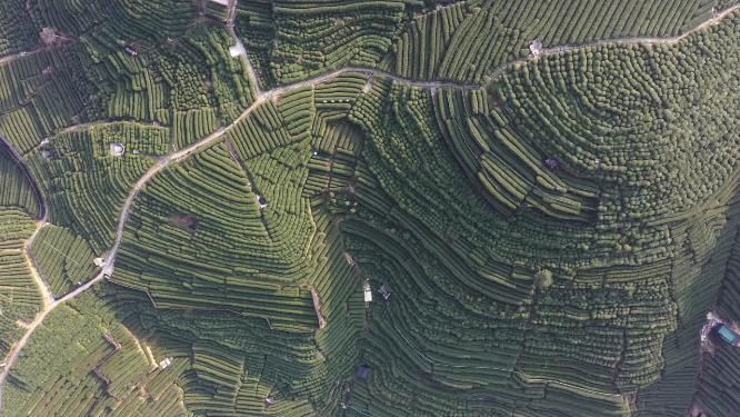 航拍茶园风光