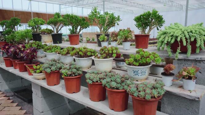 花卉种植花园多肉种植植物园台子上多肉浇水