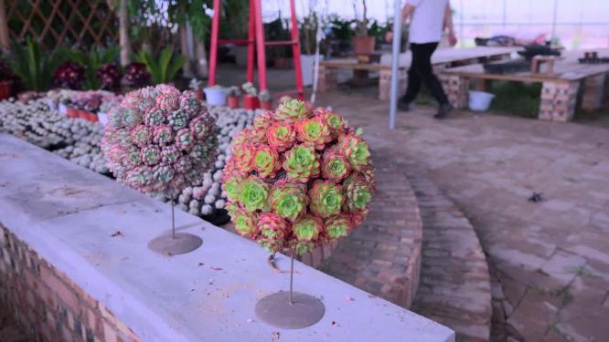 花卉种植花园多肉种植植物园圆形心形多肉