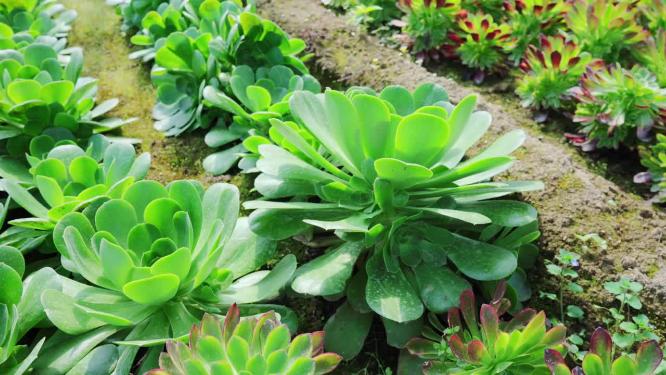 花卉种植花园种植植物园宝塔多肉养殖基地