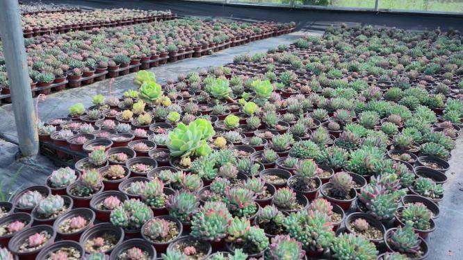 花卉种植花园植物园绿色红色多肉养殖基地