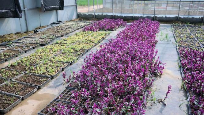 花卉种植花园种植植物园宝塔多肉养殖基地