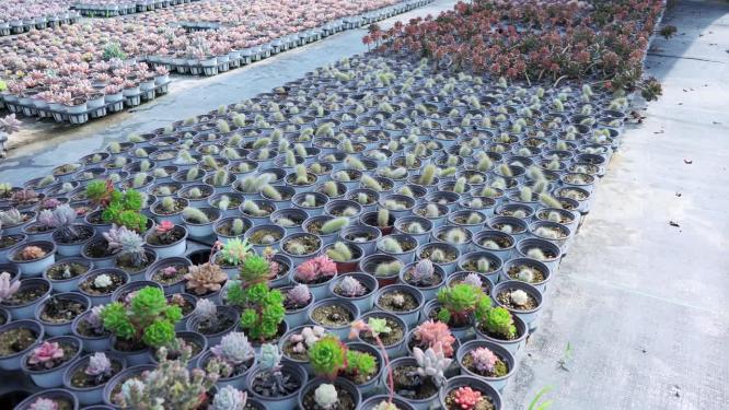 花卉种植花园种植植物园毛绒多肉养殖基地