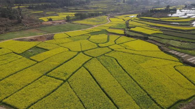 航拍乡村田园金黄油菜花