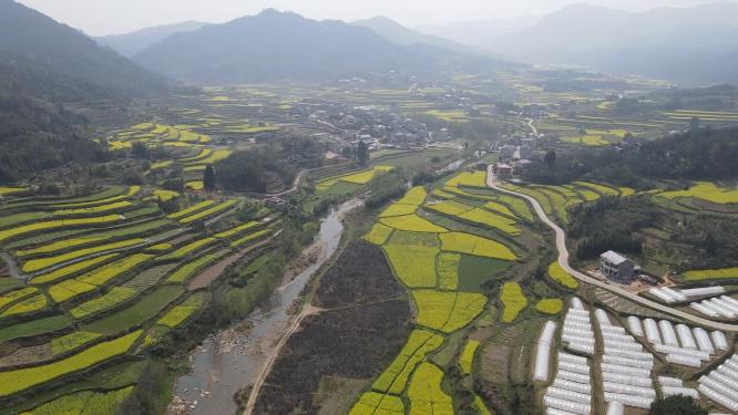 航拍乡村田园金黄油菜花
