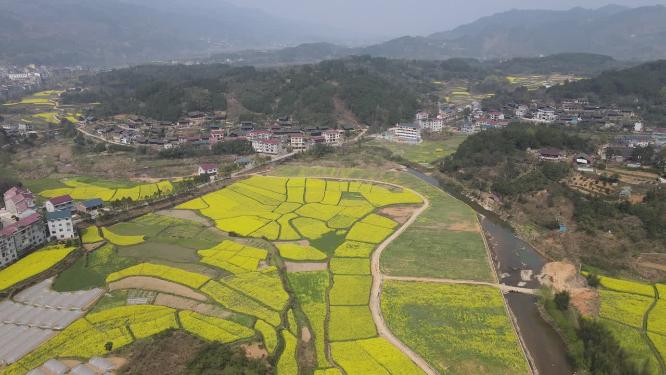 航拍乡村田园金黄油菜花