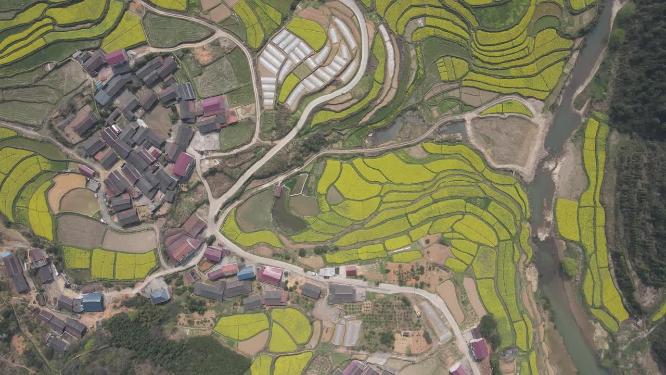 航拍乡村田园金黄油菜花
