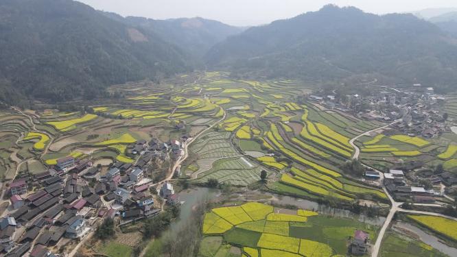 航拍美丽乡村梯田油菜花