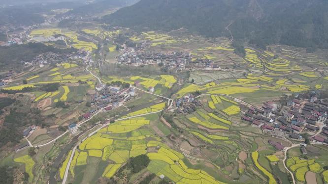 航拍美丽乡村梯田油菜花