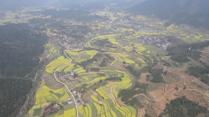 航拍美丽乡村梯田油菜花