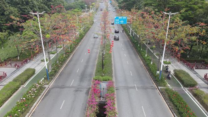 广东佛山城市交通木棉花盛开