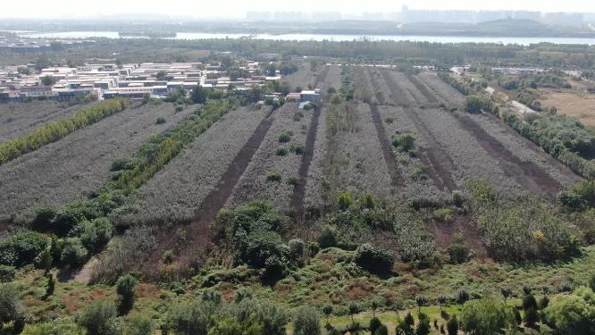 航拍河北石家庄城市公园绿化