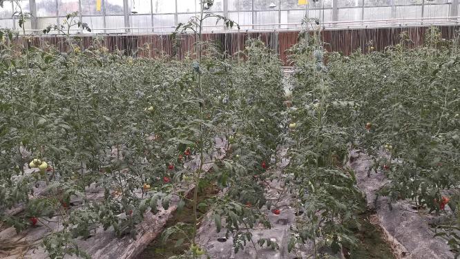 航拍现代农业大棚种植基地