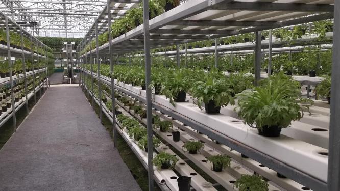 航拍现代农业大棚种植基地