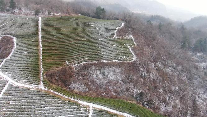 航拍冬天茶园雪景