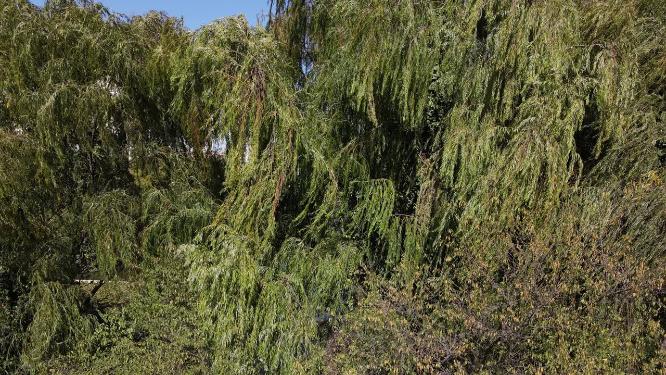 航拍绿色植物森林