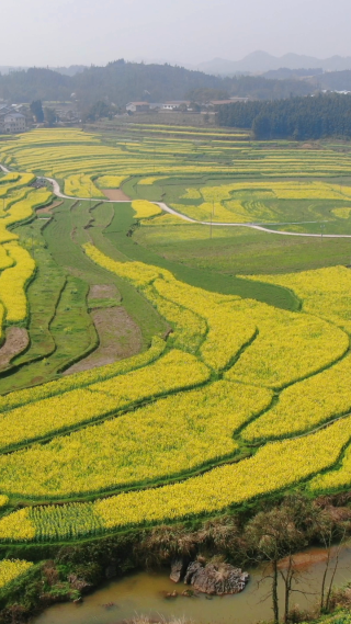 乡村田园农业种植油菜花竖屏航拍