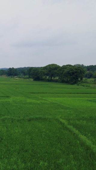 农业种植绿色水稻竖屏航拍 