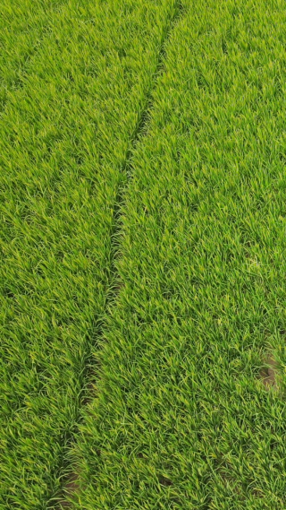 农业种植绿色水稻竖屏航拍 