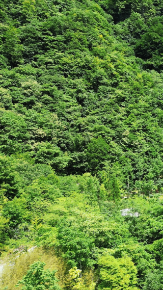 大自然绿色植物天然氧吧竖屏航拍
