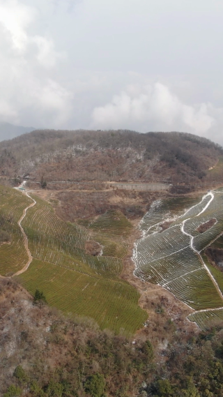 旅游景区湖南张家界武陵源天子山茶厂竖屏航拍