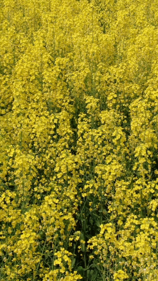 油菜花特写竖屏航拍