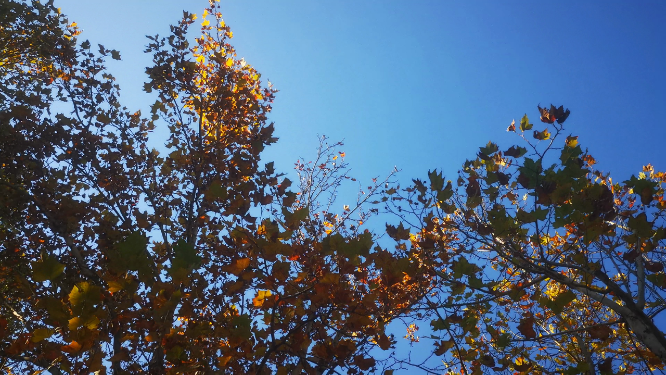 秋天枯黄树枝树叶植物 