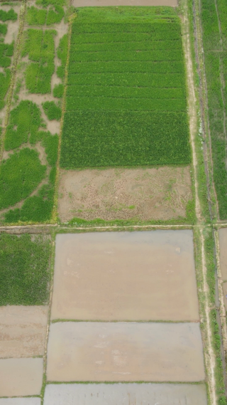 绿油油杂交水稻农业种植农田竖屏航拍