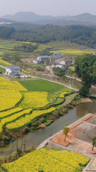 美丽乡村油菜花竖屏航拍