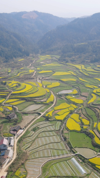 美丽乡村油菜花竖屏航拍