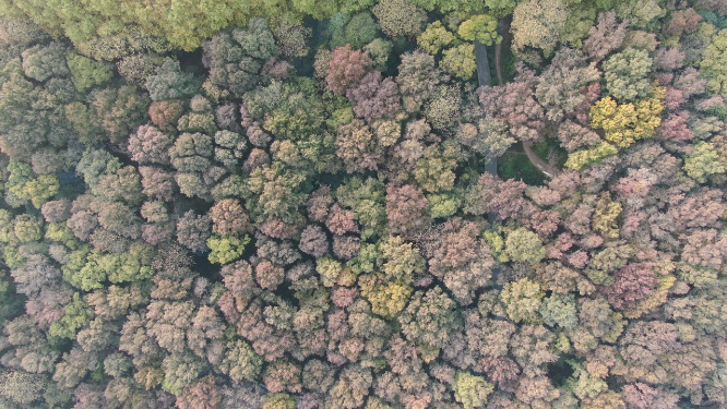 航拍南京钟山5A景区秋天红色枫叶植物