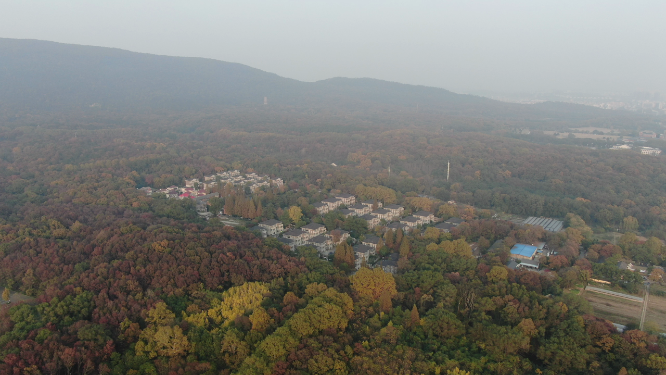 航拍南京钟山5A景区秋天红色枫叶植物