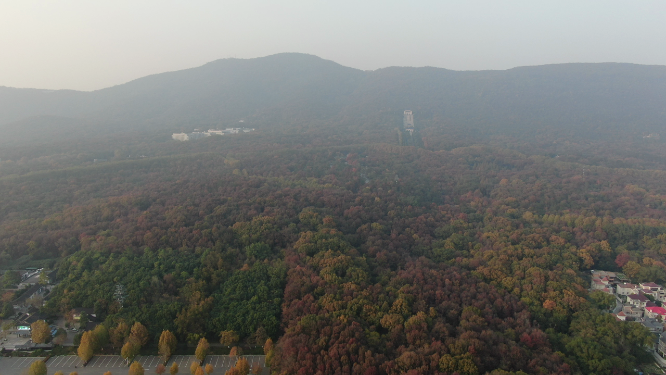 航拍南京钟山5A景区秋天红色枫叶植物