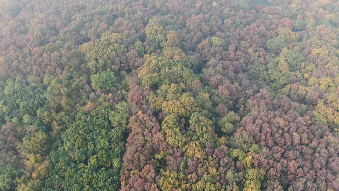 航拍南京钟山5A景区秋天红色枫叶植物