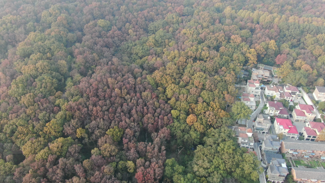 航拍南京钟山5A景区秋天红色枫叶植物