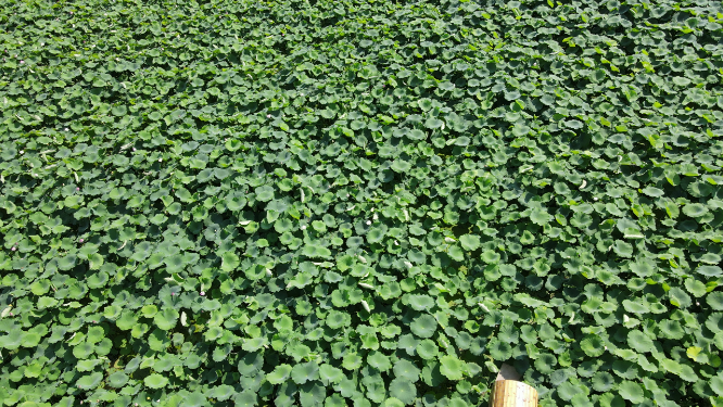 航拍夏日荷花荷叶植物 