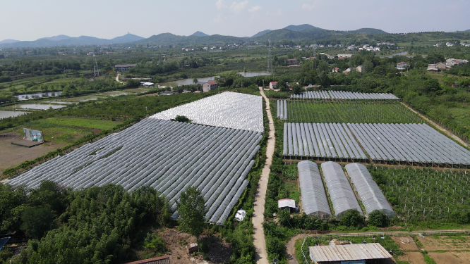 航拍夏日葡萄种植基地 