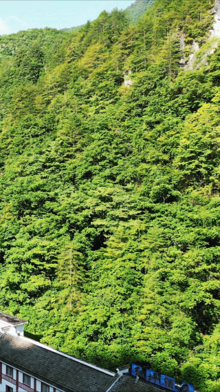 航拍湖北神农架山谷竖屏