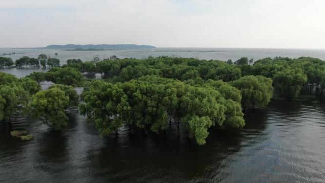 航拍湖南岳阳洞庭湖水上森林植物