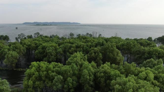 航拍湖南岳阳洞庭湖水上森林植物