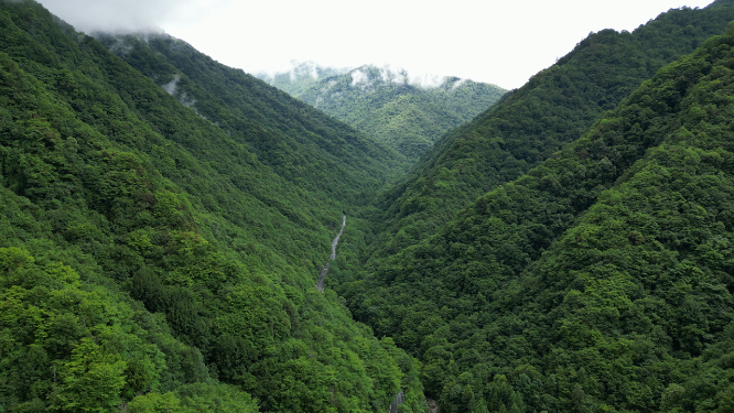 航拍祖国大好河山湖北神农架绿色植物森林