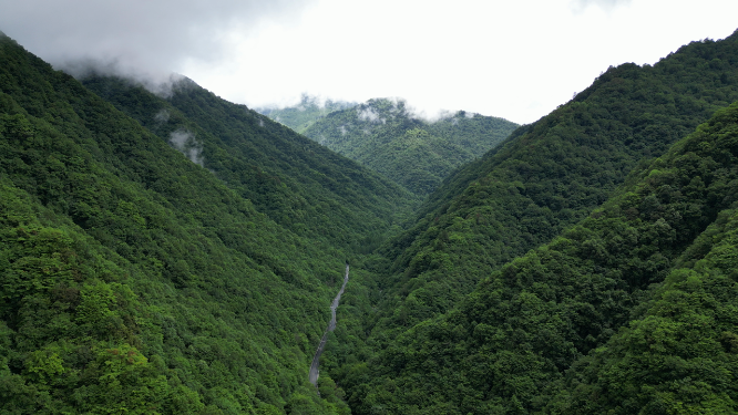 航拍祖国大好河山湖北神农架绿色植物森林
