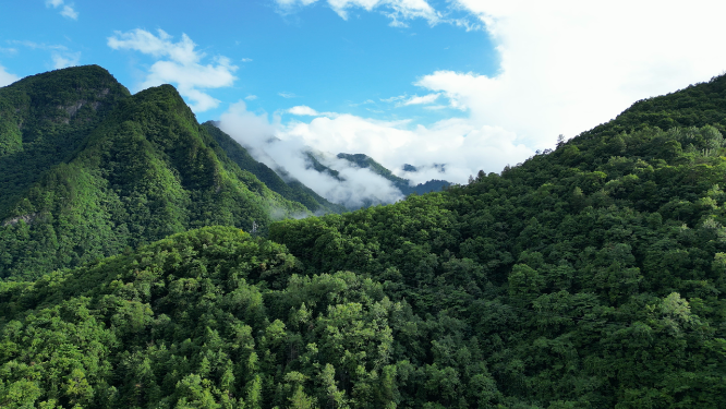 航拍祖国大好河山湖北神农架绿色植物森林