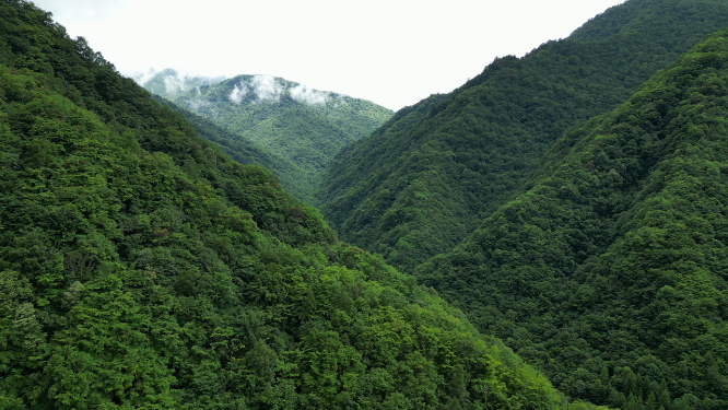 航拍祖国大好河山湖北神农架绿色植物森林