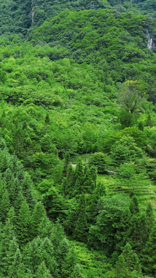 航拍绿色植物森林竖屏