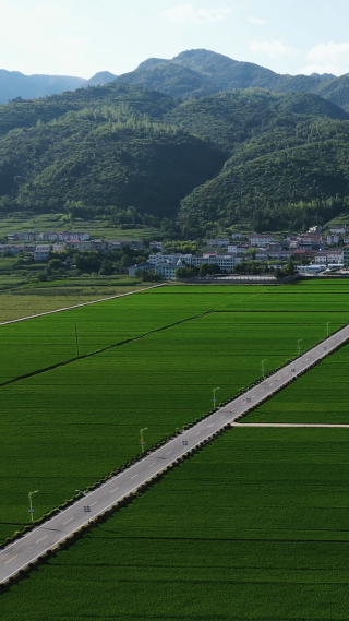 航拍美丽乡村田园农业种植基地竖屏