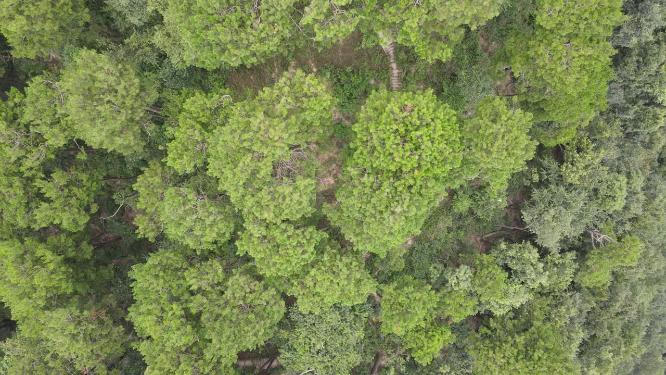 贵阳黔灵山公园4A景区航拍