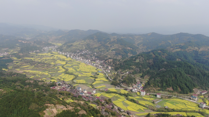 4K航拍南方乡村田园油菜花盛开