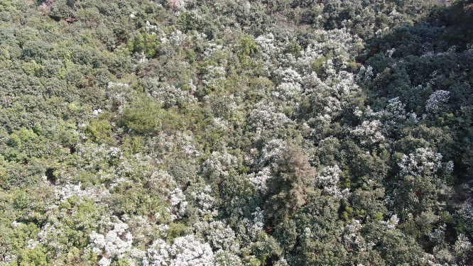 4K航拍大自然野生白色山茶花盛开